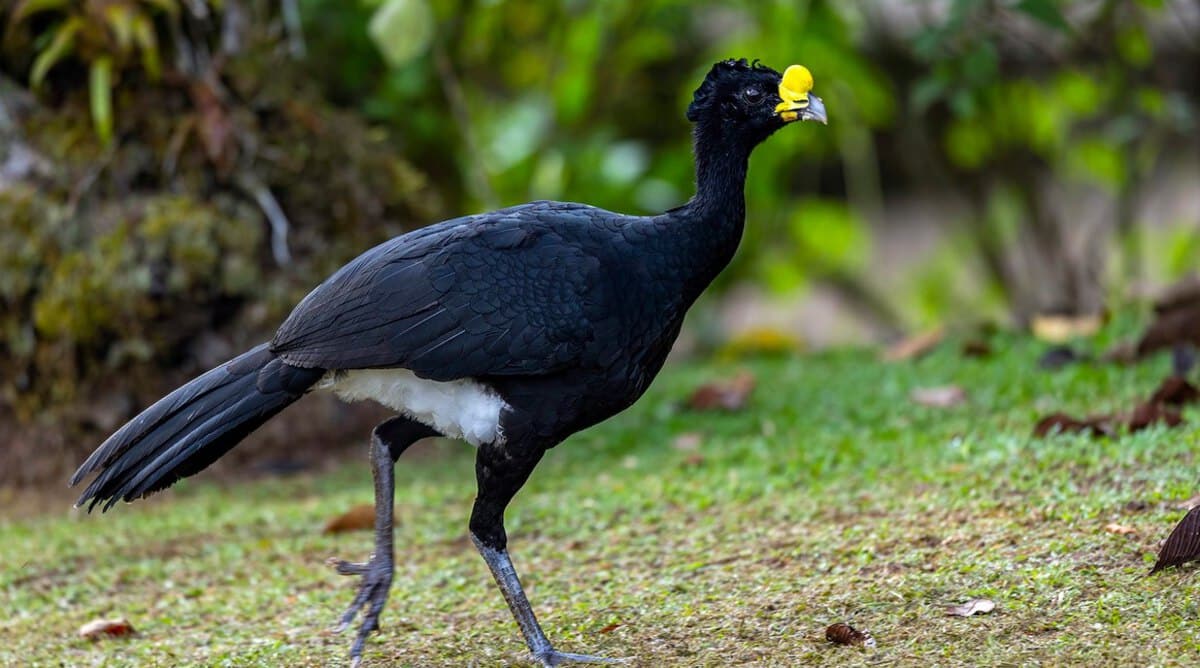 birds with funny hair