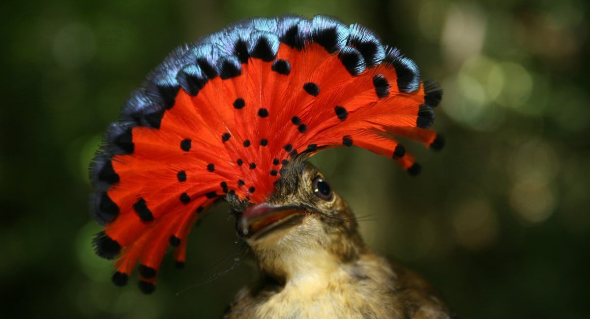 Royal Flycatcher