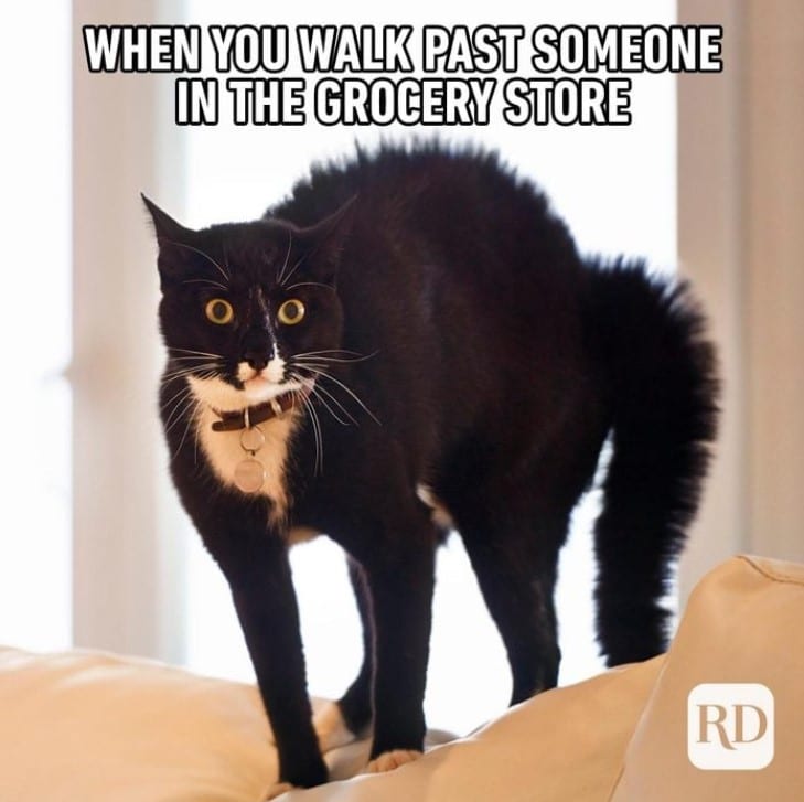 funny animal memes