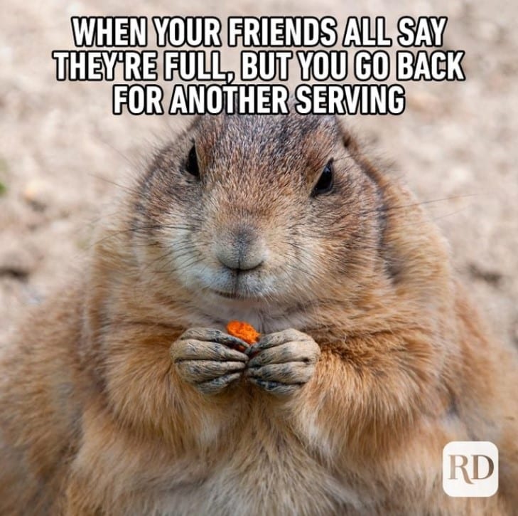 funny animal memes