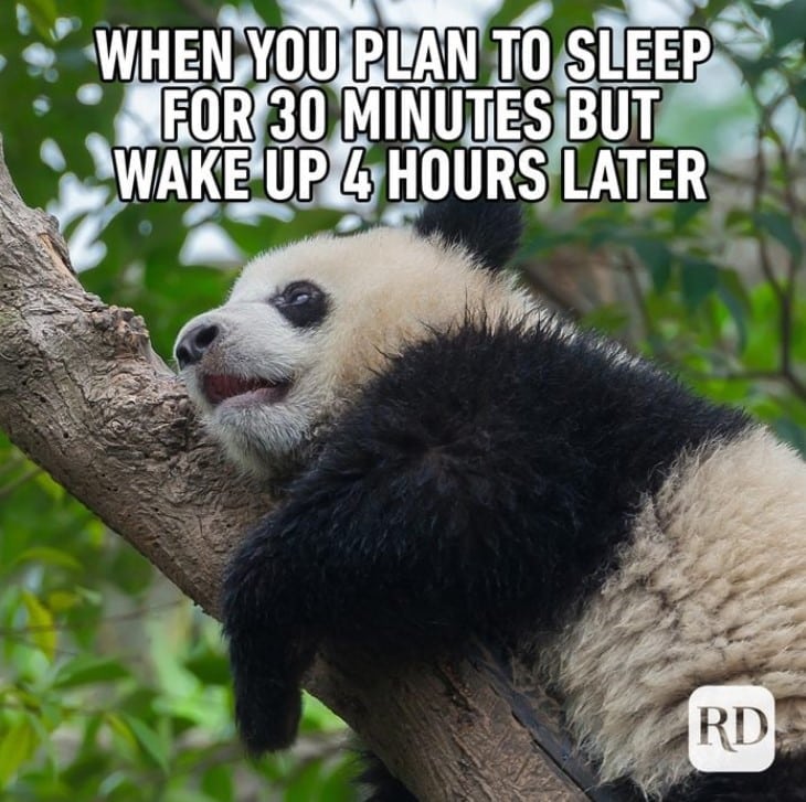 funny animal memes