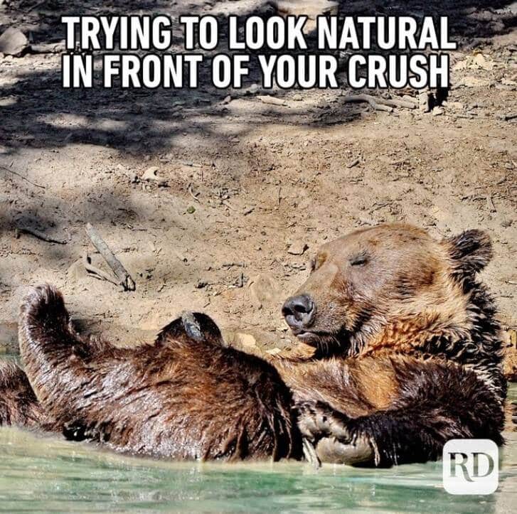funny animal memes