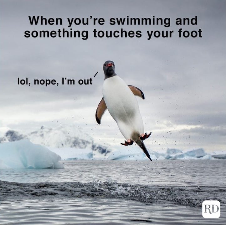 funny animal memes
