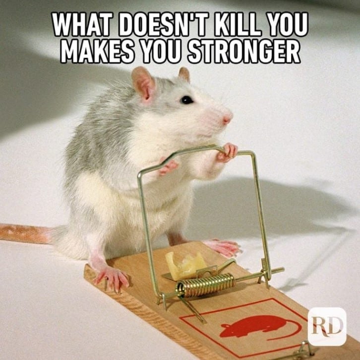funny animal memes