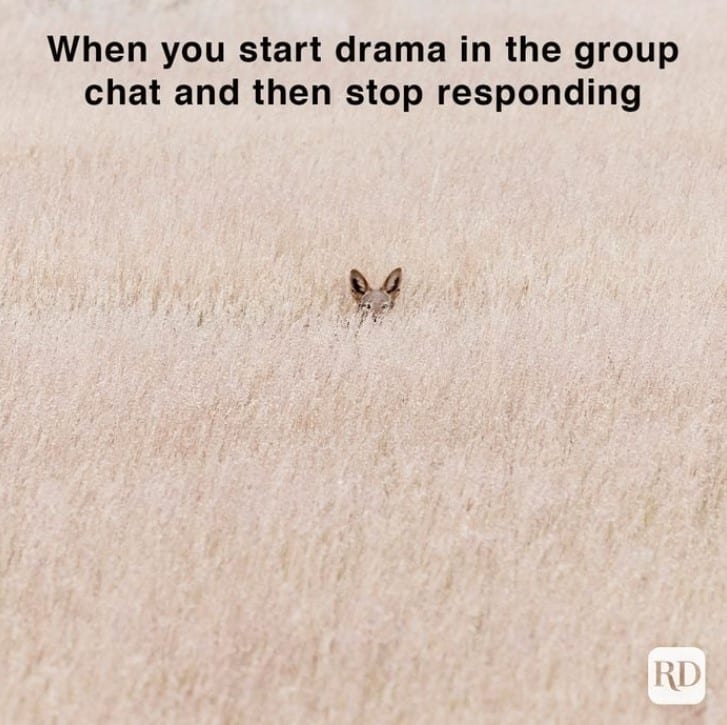 funny animal memes