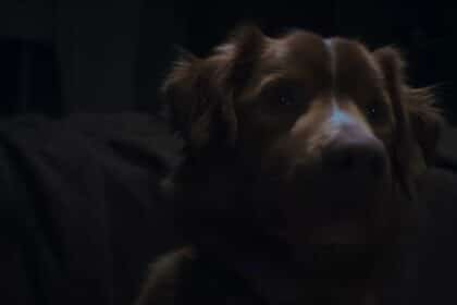 Good Boy Horror Film