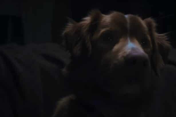 Good Boy Horror Film