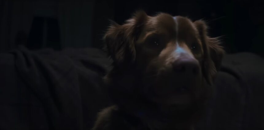 Good Boy Horror Film